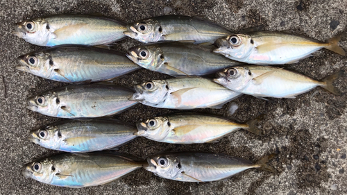 マアジの釣果