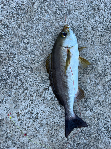 イサキの釣果