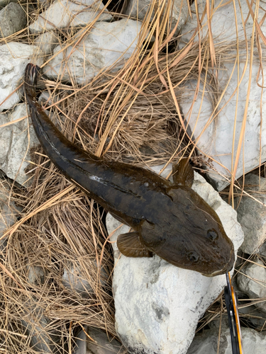 マゴチの釣果