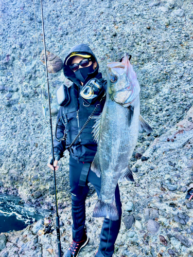 ヒラスズキの釣果