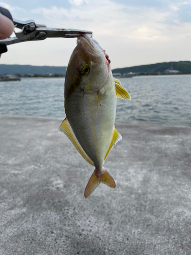 ネリゴの釣果