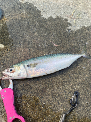 サバの釣果