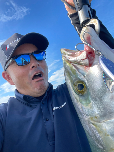 ハマチの釣果