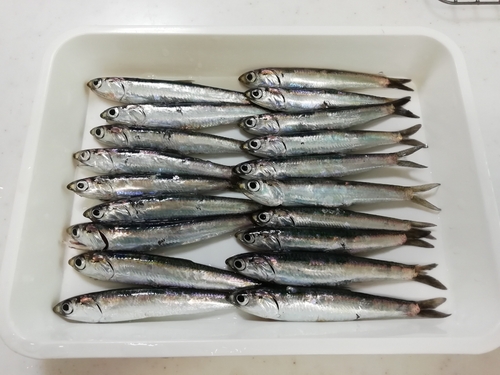 カタクチイワシの釣果