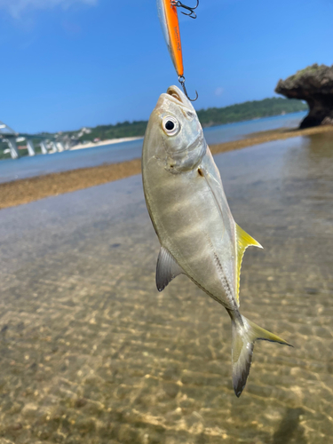 ギンガメアジの釣果