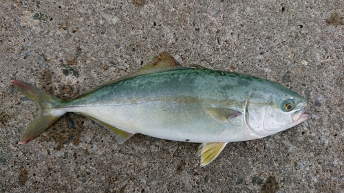 ワカシの釣果