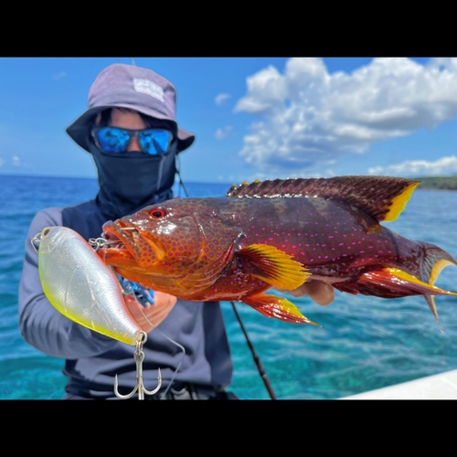 バラハタの釣果