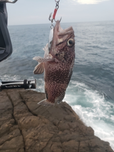 ソイの釣果