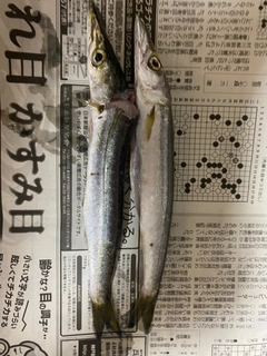 アカカマスの釣果