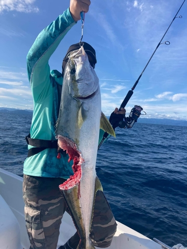 ハマチの釣果