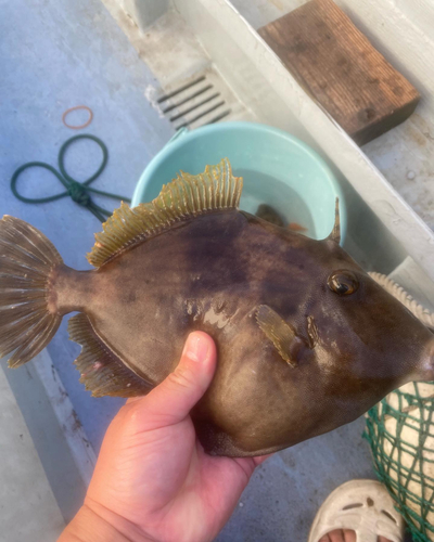 カワハギの釣果