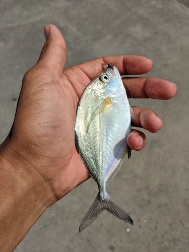 ナンヨウカイワリの釣果