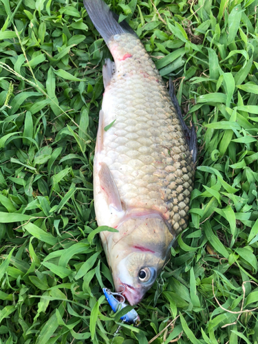 フナの釣果