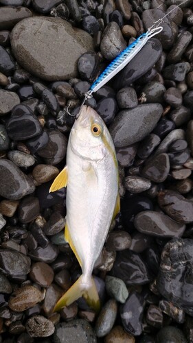 ショゴの釣果