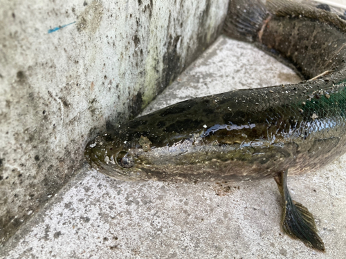 ライギョの釣果