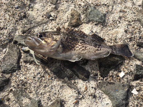 クロソイの釣果