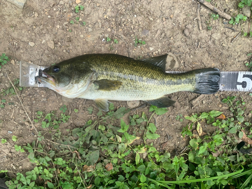 ブラックバスの釣果