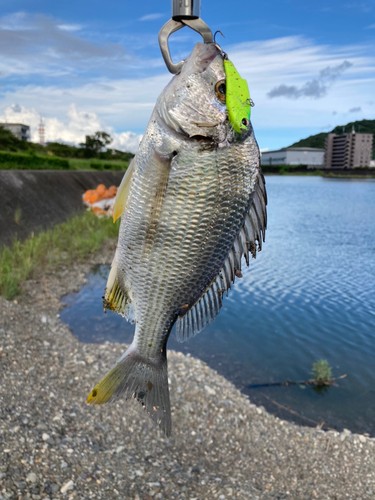 キチヌの釣果