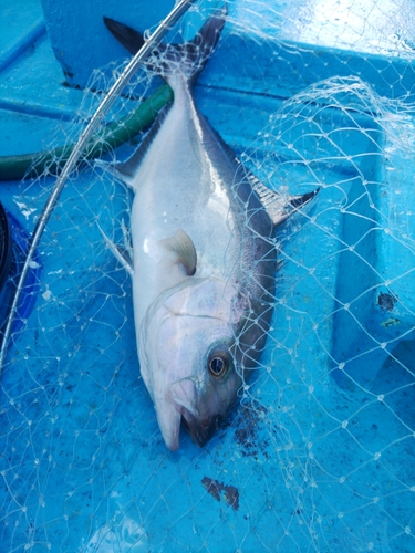 ヒレナガカンパチの釣果