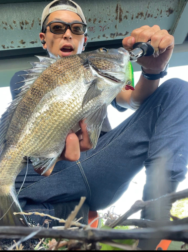 クロダイの釣果