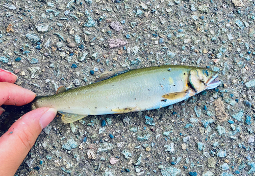 アユの釣果