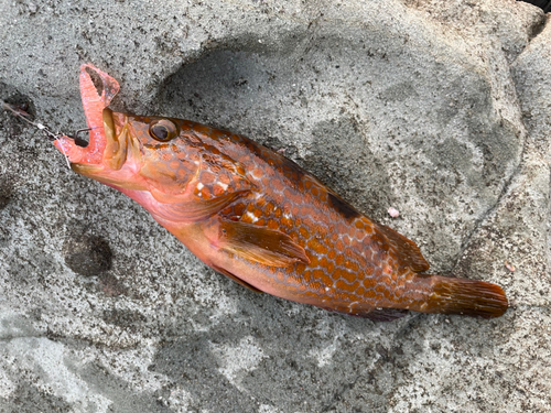 アコウの釣果