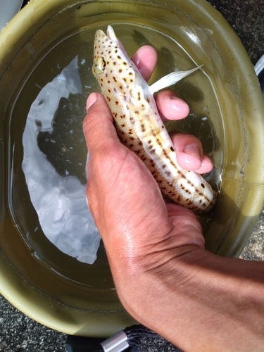 オグロトラギスの釣果