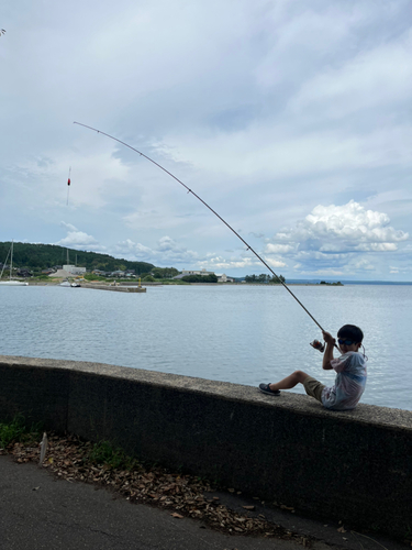 キスの釣果