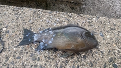 オキナメジナの釣果