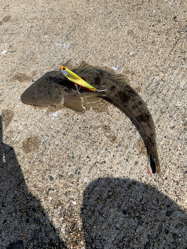 マゴチの釣果