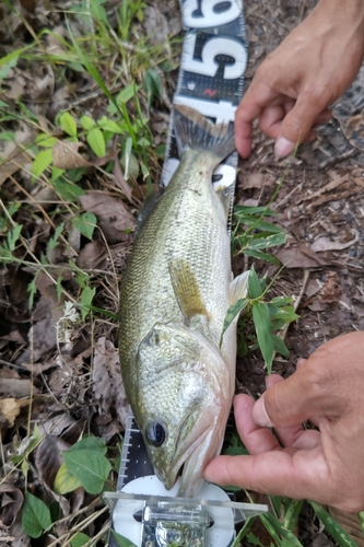 ブラックバスの釣果