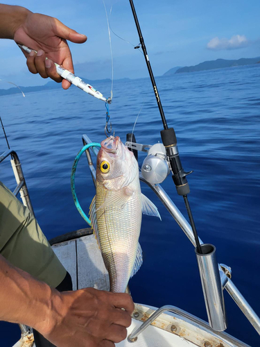 クロマツの釣果