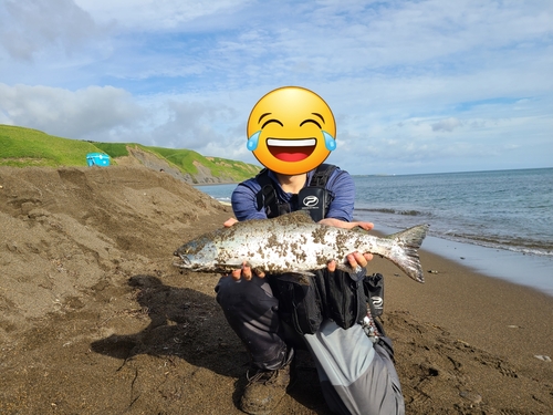 カラフトマスの釣果