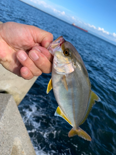 シオの釣果