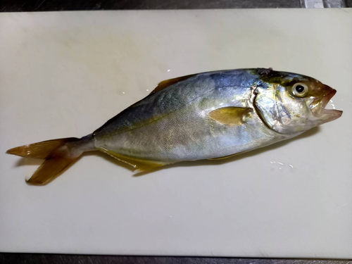 ショゴの釣果