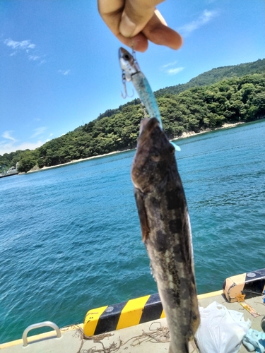 アイナメの釣果