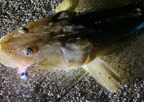 マゴチの釣果