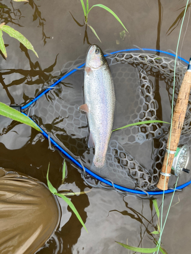 ニジマスの釣果