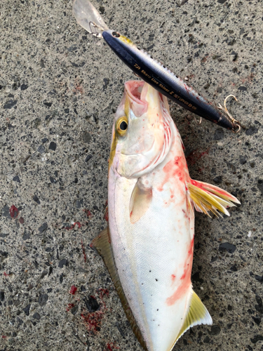 ショゴの釣果