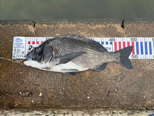 チヌの釣果