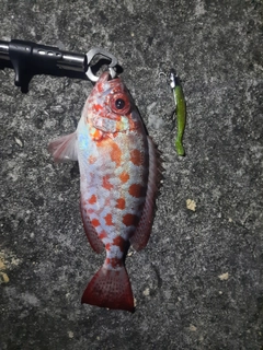 ゴマヒレキントキの釣果