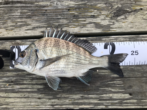 クロダイの釣果