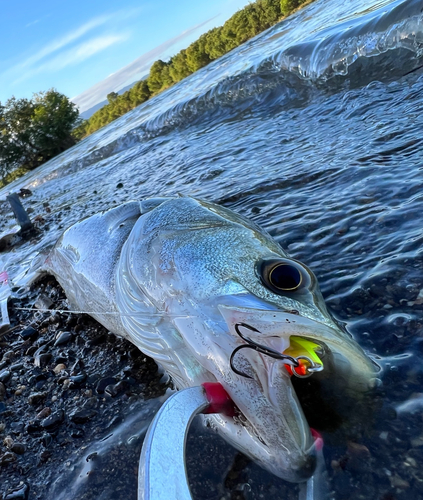 シーバスの釣果