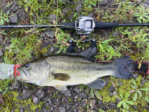 ブラックバスの釣果