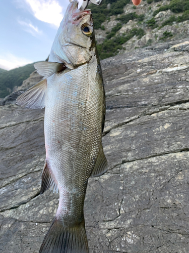 セイゴ（ヒラスズキ）の釣果