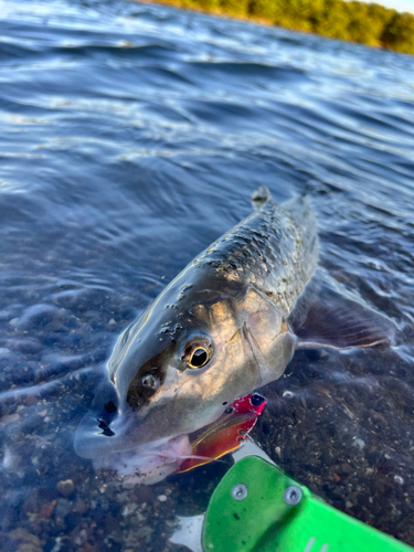 ニゴイの釣果