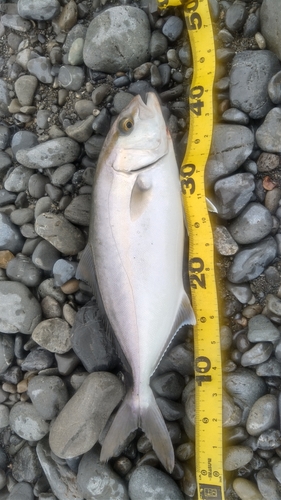 ショゴの釣果