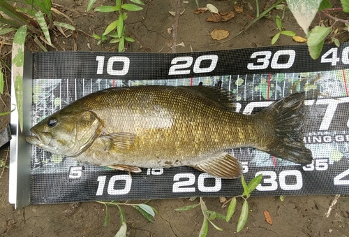 スモールマウスバスの釣果