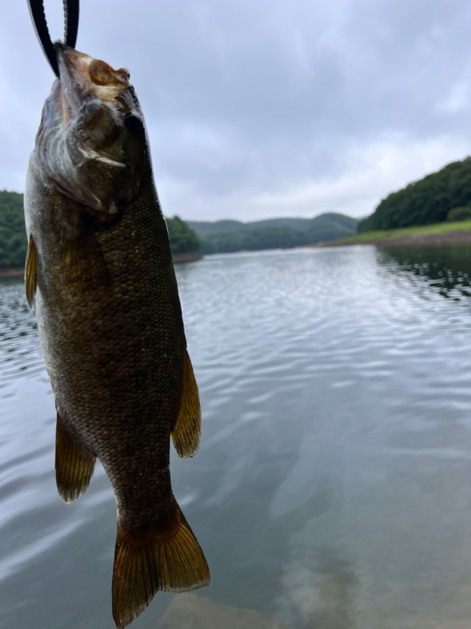 スモールマウスバス