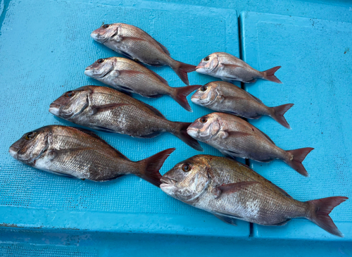 マダイの釣果